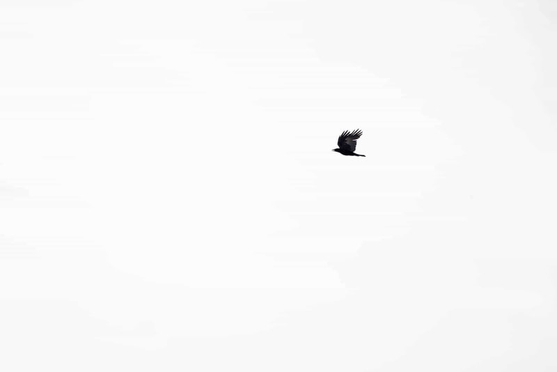High-key image of a Northern raven flying, in Kyrgyzstan.